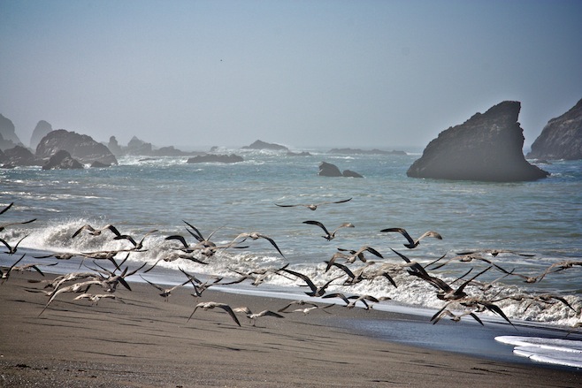 CA Coast Beach